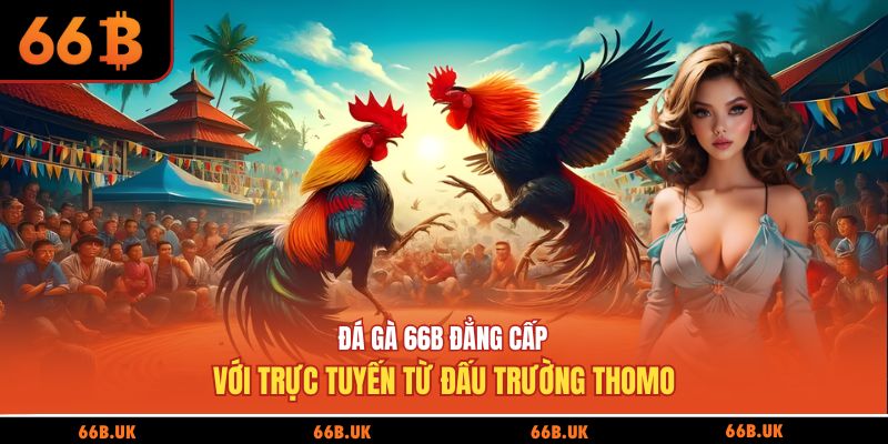 Đá gà 66b đẳng cấp với trực tuyến từ đấu trường Thomo